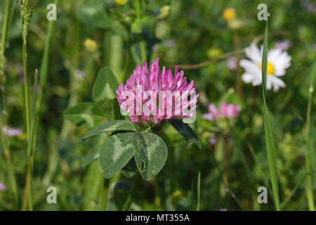 Trifoglio di rosa in fiore latino Trifolium pratense o campo selvatico trifogli in fiore con foglie variegata in primavera in Italia Foto Stock