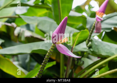 Banana Flower sulla Big Island delle Hawaii Foto Stock