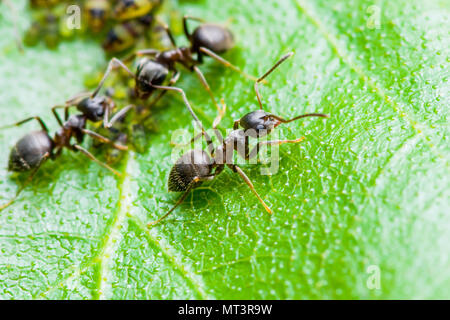 Formica e afidi colonia su foglia verde Foto Stock