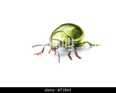 Chrysolina Coerulans giallo oro foglia di menta Beetle Macro di insetti isolato su bianco Foto Stock