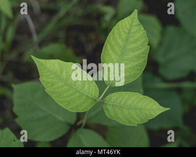 Poison Ivy Closeup Foto Stock