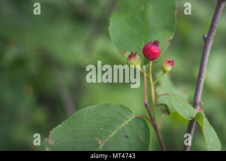 Juneberry in estate Foto Stock