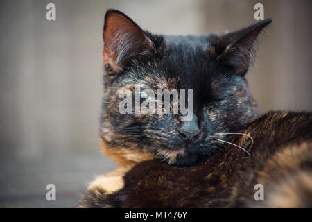 Carino tartaruga cat godendo di sé all'aperto Foto Stock