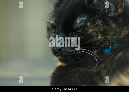 Carino tartaruga cat godendo di sé all'aperto Foto Stock