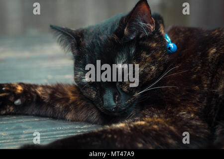 Carino tartaruga cat godendo di sé all'aperto Foto Stock