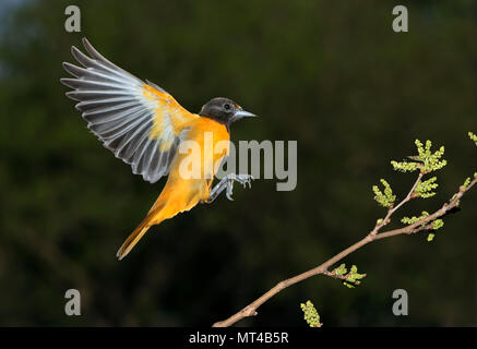 Maschio di Baltimore rigogolo (Icterus galbula) lo sbarco sul ramo di un albero, Iowa, USA Foto Stock