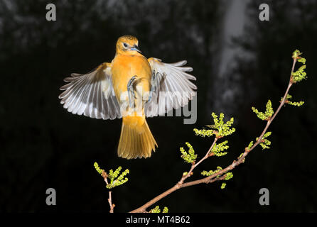 Femmina rigogolo Baltimore (Icterus galbula) lo sbarco su un ramo, Iowa, USA Foto Stock