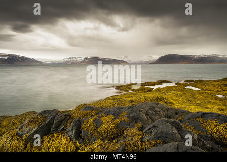 Praterie e rocce a Suðurfirðir nel Westfjords dell Islanda. Foto Stock