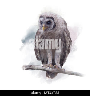 Giovani sbarrate Owl posatoi su un ramo,pittura ad acquerello Foto Stock