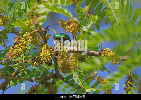 Rose chafer beetle latino cetonia aurata alimentazione su un albero di acacia con miele api apis mellifera in primavera in Italia Foto Stock