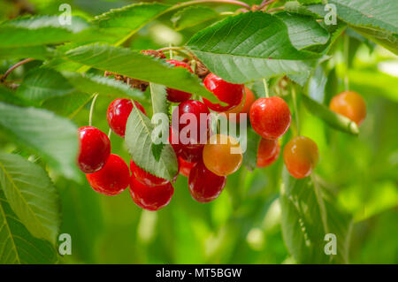 Mature e ciliegie acerbe appeso a un ramo con foglie di colore verde Foto Stock