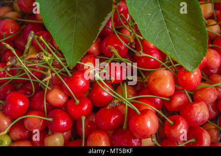 Un mucchio di ripe rosso ciliegie conservate su un ripiano per la vendita in un negozio con due foglie verdi Foto Stock