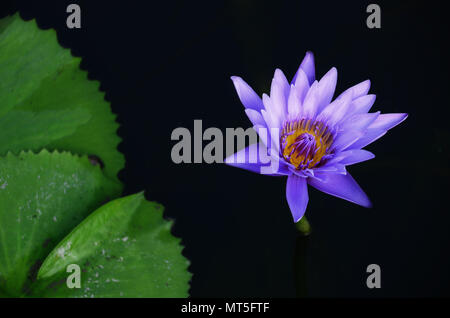 Violetta lotus acqua lilly in un stagno Foto Stock