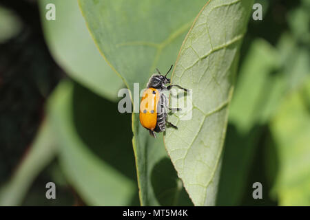 Quattro macchiato il coleottero di foglia o pioppo variante con sei punti clytra latina quadripunctata o chrysomela populi alimentazione su un albero di giuda leaf in Italia Foto Stock