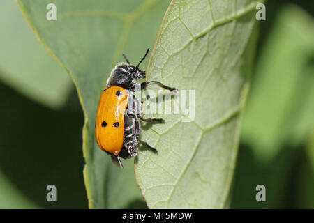 Quattro macchiato il coleottero di foglia o pioppo variante con sei punti clytra latina quadripunctata o chrysomela populi alimentazione su un albero di giuda leaf in Italia Foto Stock