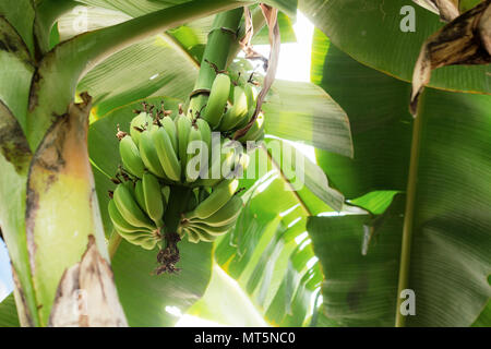 Le banane sugli alberi e foglie in campagna. Foto Stock