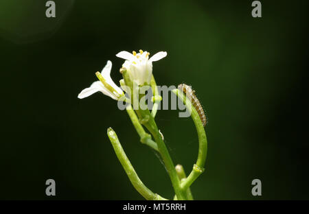 Un nuovo piccolo tratteggiata punta arancione farfalla (Caterpillar Anthocharis cardamines) alimentazione su un aglio fiore di senape (Alliaria petiolata). Foto Stock