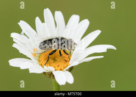 Un grazioso Eristalinus sepulchralis Hoverfly appollaiate su un occhio di bue o cane daisy fiore (Leucanthemum vulgare). Foto Stock