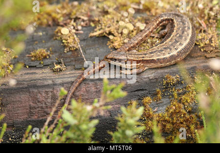 Una splendida lucertola comune (Zootoca vivipara) riscaldamento su un log. Foto Stock