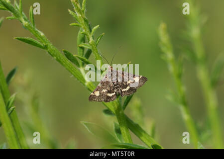 Un minuscolo Pyrausta Moth appollaiate su un impianto. Foto Stock