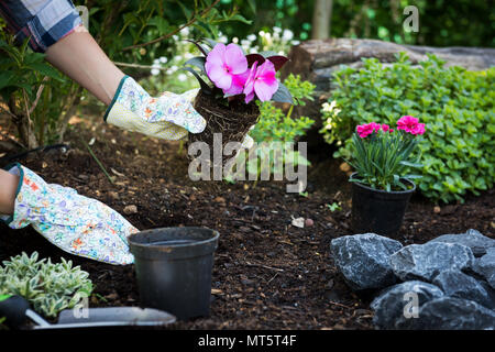 Irriconoscibile giardiniere femmina holding bel fiore pronto per essere piantato in un giardino. Concetto di giardinaggio. Giardino paesaggistico small business start up. Foto Stock