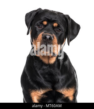 Rottweiler dog sitter contro uno sfondo bianco Foto Stock