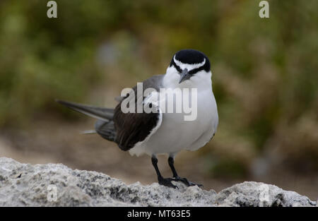 Imbrigliati tern (Onychoprion anaethetus, Australia occidentale Foto Stock