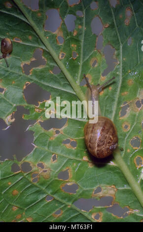 Danni all'impianto causati da giovani lumache Foto Stock