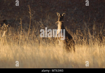 Un occidentale Canguro grigio, outback Australia Occidentale. Foto Stock