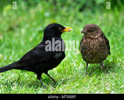 Maschio adulto Blackbird alimentazione di un bambino con semi di girasole Semi di cuore su un prato in un giardino in Alsager Cheshire England Regno Unito Regno Unito Foto Stock