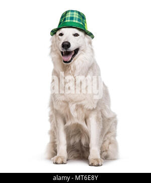 Bianco svizzero il cane pastore , 4 anni di tartan verde hat seduti contro uno sfondo bianco Foto Stock