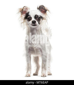 Chihuahua Cane , 2 anni, in piedi contro lo sfondo bianco Foto Stock