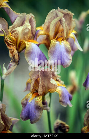 Tall barbuto Iris ' evoluzione ' barbuto iridi Foto Stock