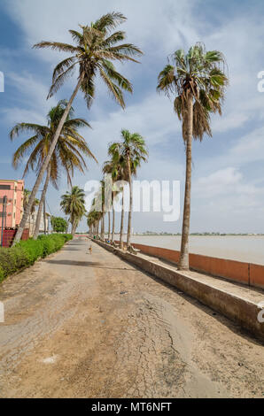 Ventoso palme davanti a bassa parete al mare a St Louis, Senegal Africa Foto Stock