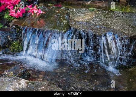 Un primo piano colpo di una piccola cascata e fiori di colore rosso in Seatac, Washington. Foto Stock