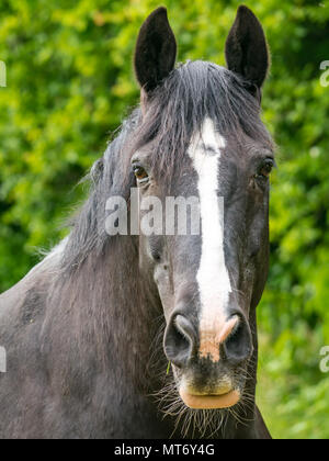 Close up di vigile nero a testa di cavallo con il bianco blaze contro sfocata fogliame verde sullo sfondo Foto Stock