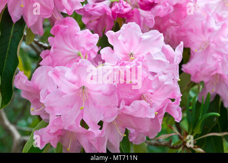 Bella rosa pallido fiori di rododendro. Foto Stock