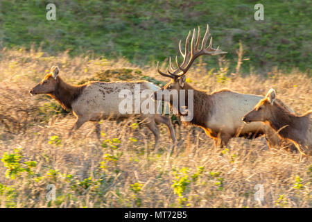 Tule elk bull e le sue mucche ( Cervus canadensis nannodes) in movimento, Point Reyes National Seashore, California, Stati Uniti. Foto Stock