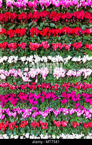 Fioritura di fiori colorati e ciclamino in righe Foto Stock