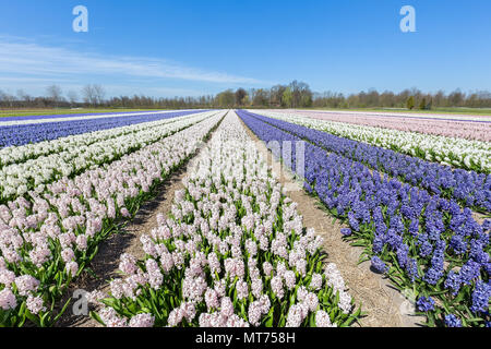 Paesaggio con righe di fioritura fiori di giacinto in Olanda Foto Stock