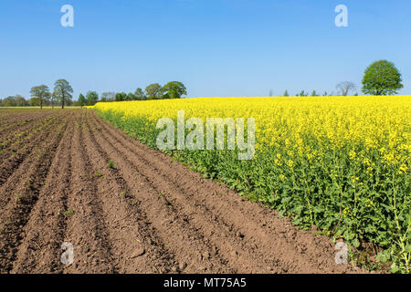 Paesaggio con campo arato e giallo campo di fioritura delle piante di colza Foto Stock