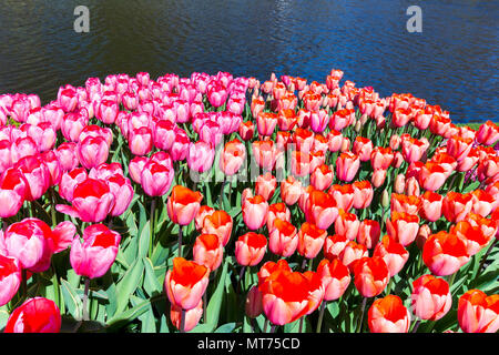 Campo di tulipani con rosso e rosa tulipani in acqua in keukenhof olanda Foto Stock