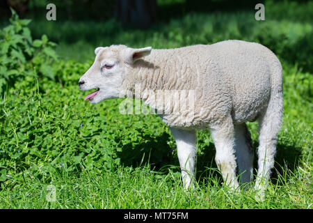 Agnello bianco grida e chiama la madre ovini in erba verde Foto Stock