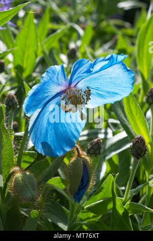 Himalayana di papavero blu Foto Stock