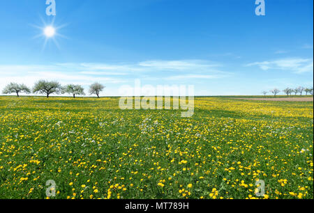 Grande prato con fioritura di tarassaco Foto Stock