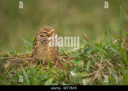 Scavando la civetta (Athene cunicularia) da sé il Brasile Foto Stock