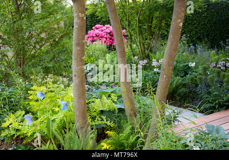 Una vista di alberi e arbusti nella zona boschiva di Morgan Stanley giardino per la NSPCC progettato da Chris Beardshaw e vincitore del miglior spettacolo Foto Stock