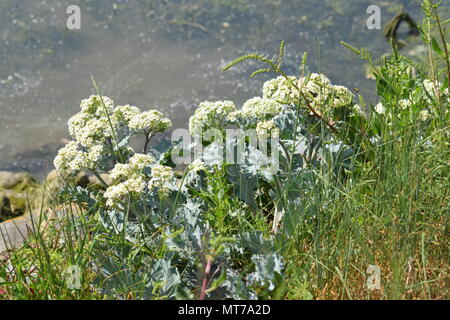 Cavolo riccio di mare in fiore sul litorale a Porto PAGHAM RISERVA NATURALE, WEST SUSSEX, Regno Unito. Maggio 2018 Foto Stock