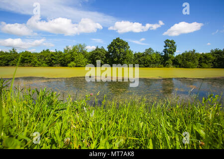 Una vista del fiume Verde Bosut coperto con fioriture algali in Vinkovci, Croazia. Foto Stock