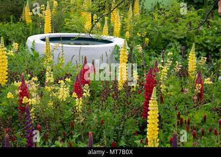 Lupinus 'Deserto Sun", Lupinus 'Masterpiece' e Lupinus arboreus attorno ad un pozzetto circolare nel giardino Seedlip della RHS Chelsea Flower Show 2018, Lon Foto Stock